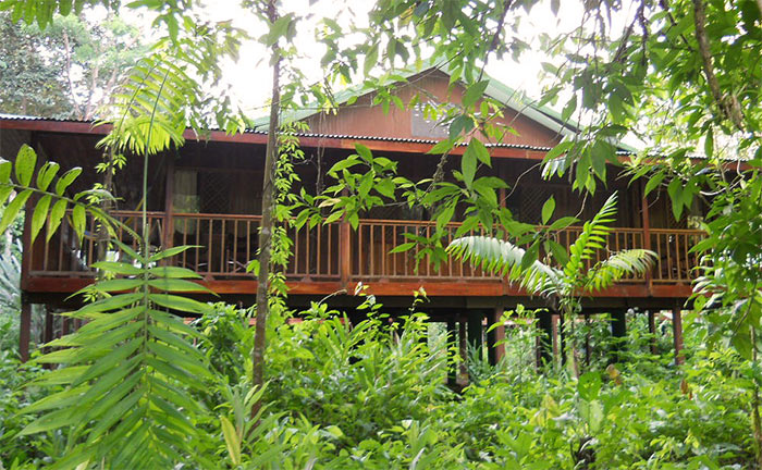 Birdwatching Selva Verde Lodge Sarapiqui Costa Rica