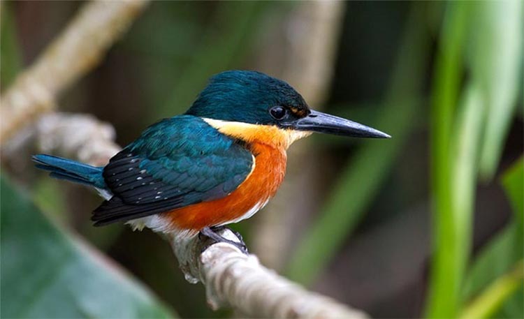 Bird in Tortuguero Limon Costa Rica