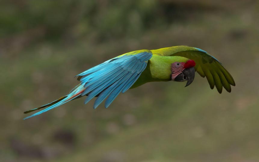 Birding Tortuguero