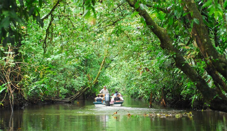 Birding Tortuguero, Costa Rica