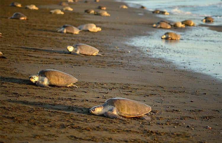 Sea Turtle Nesting in Tortuguero