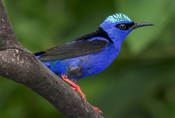 Bird Watching La Selva Biological Reserve