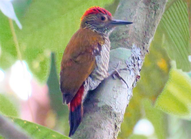 Birding Cahuita National Park