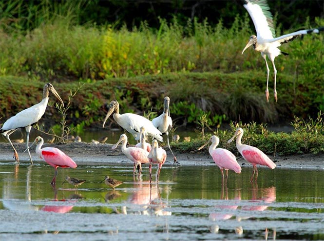 Birding Caño Negro Costa Rica