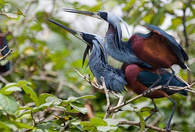 Birding Parismina Costa Rica