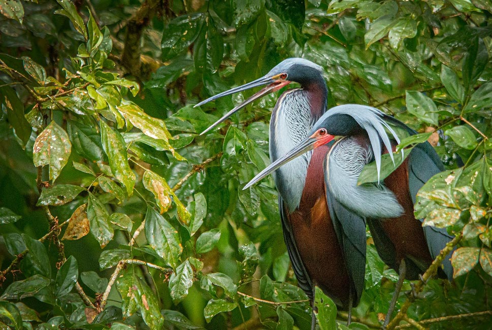 Birding the Caribbean Lowlands of Costa Rica