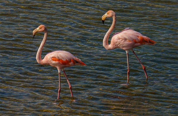 Bird Watching the Galapagos Islands