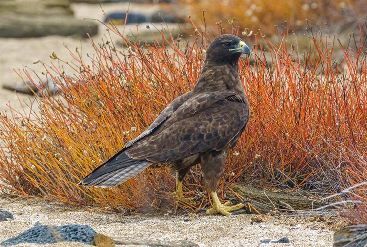 Birding the Galapagos Islands