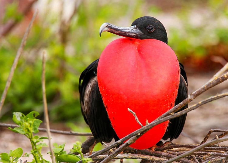 Birding Galapagos Islands