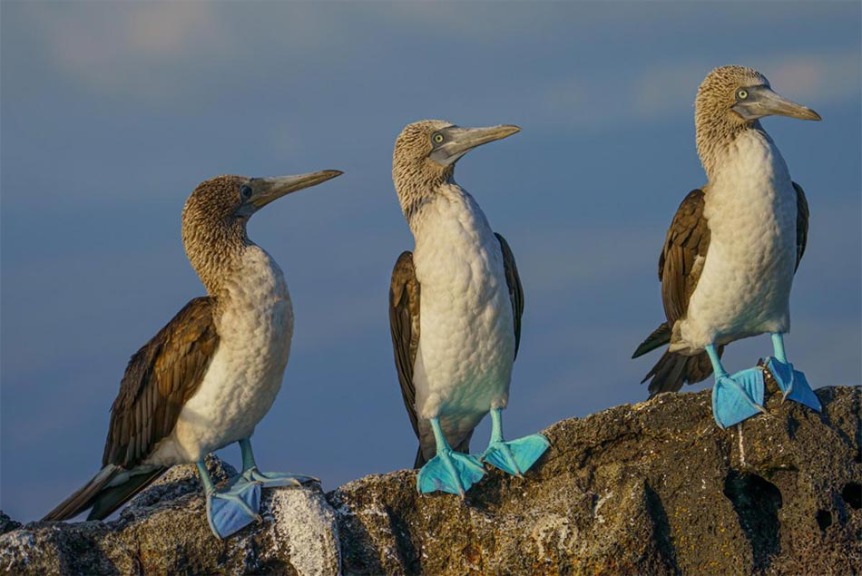 Birding Galapagos Islands