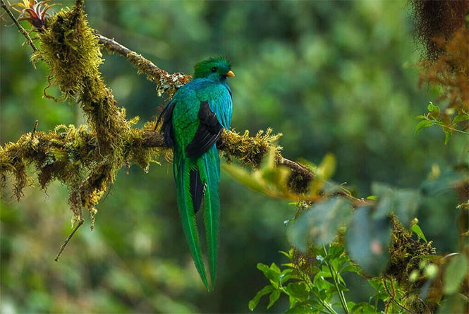 Birding Los Quetzales National Park