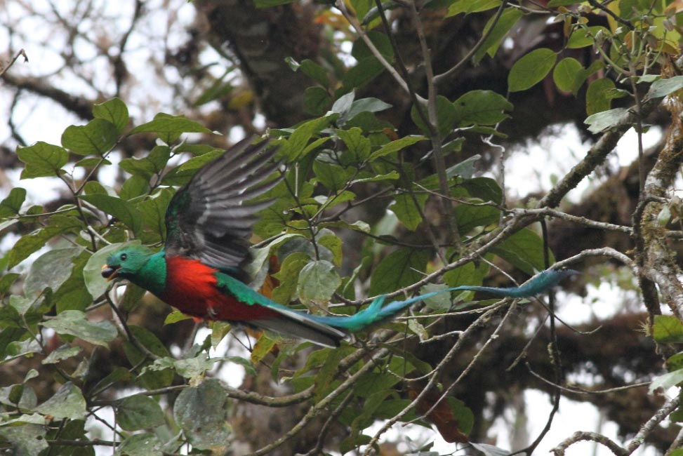 Birding the Talamanca Highlands of Costa Rica – A Complete Guide