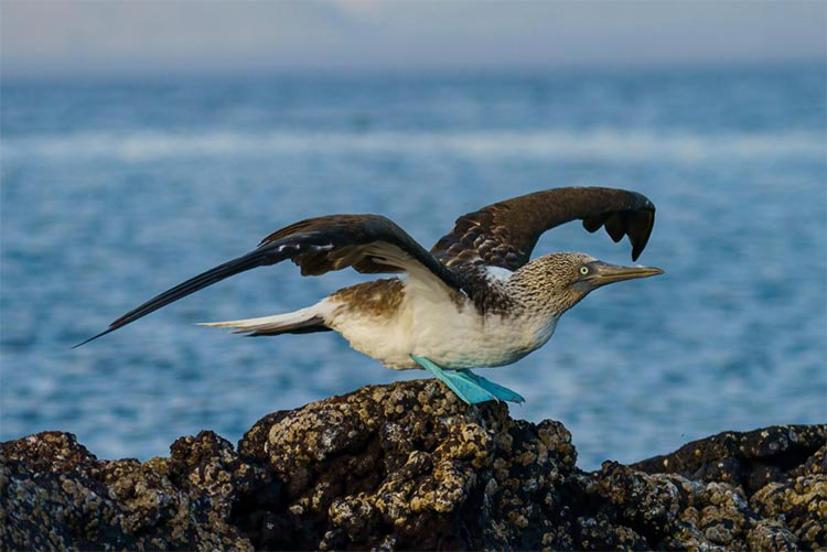 Birdwatching the Galapagos Islands