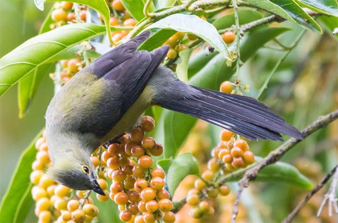 Birdwatching Talamanca Costa Rica