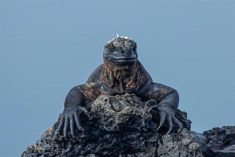 Galapagos Iguana