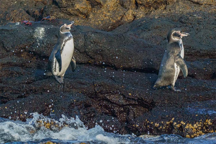 Galapagos Penguins