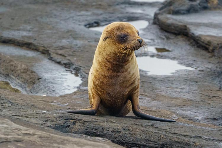 Seal at the Galapagos Islands