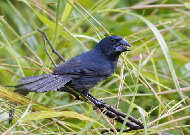 Bird Watching Carara National Park