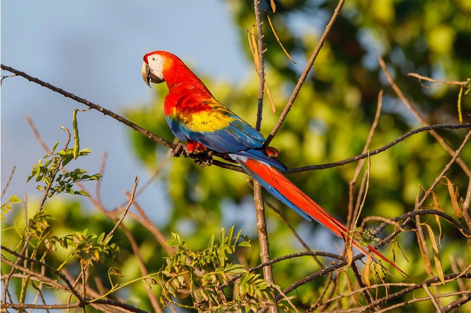 Birding the Carara National Park