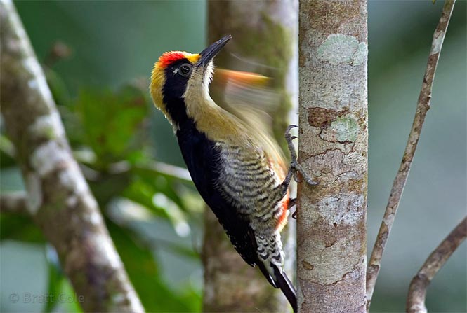 Birding Carara National Park Costa Rica