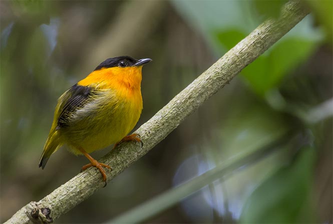 Birdwatching Carara National Park