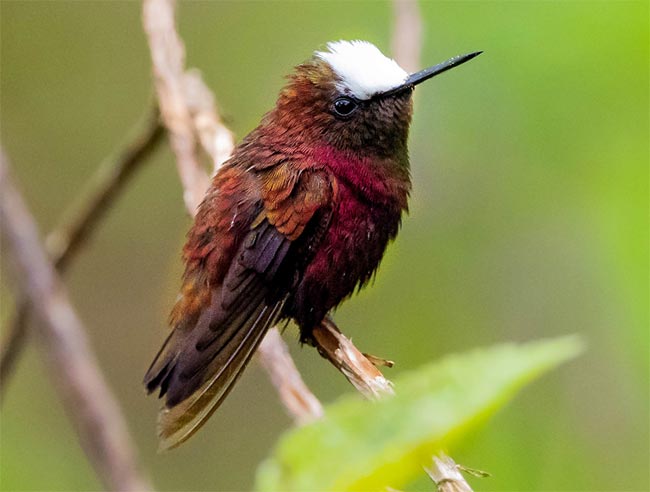 Hummingbird in Costa Rica