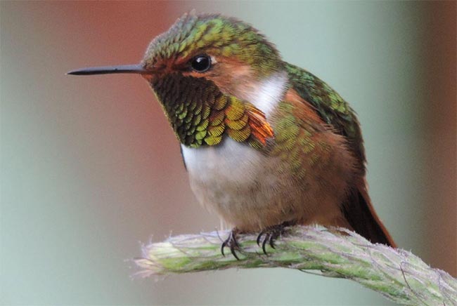 Costa Rica Hummingbird