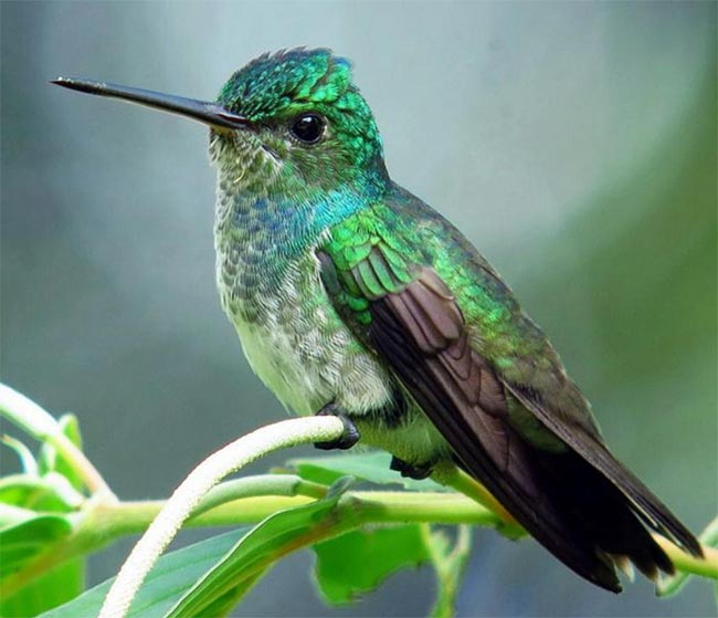 Scaly Breasted Hummingbird