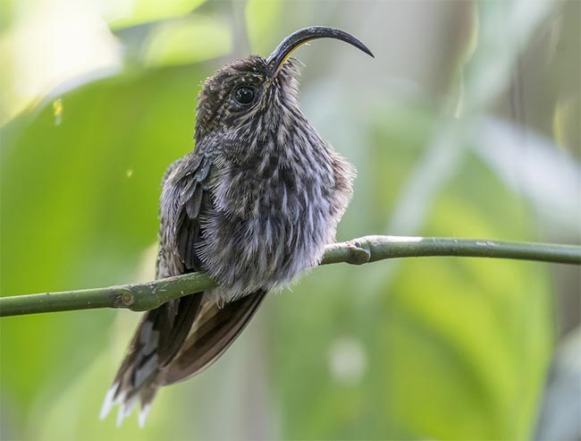 Hummingbird in Cope’s Garden Costa Rica