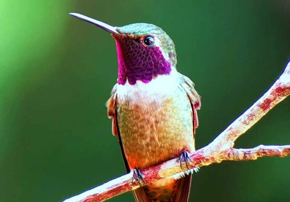 Best Spots for Spotting Hummingbirds in Costa Rica