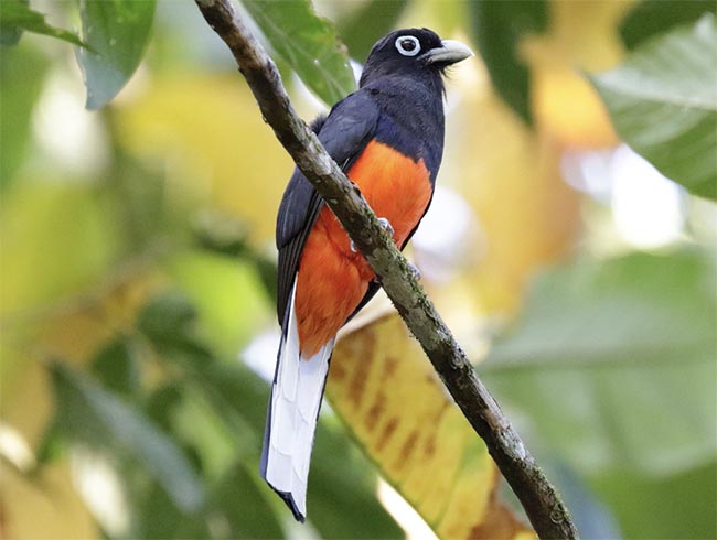 Bird Watching Corcovado National Park