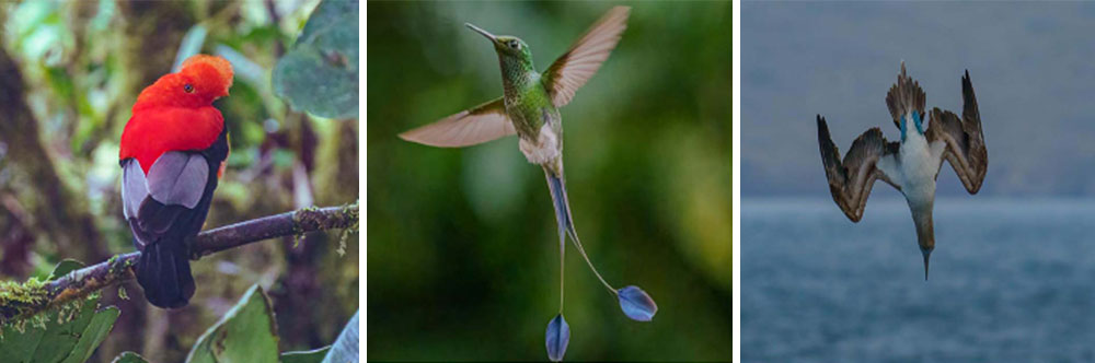 Costa Rica Group Birding Trip 1