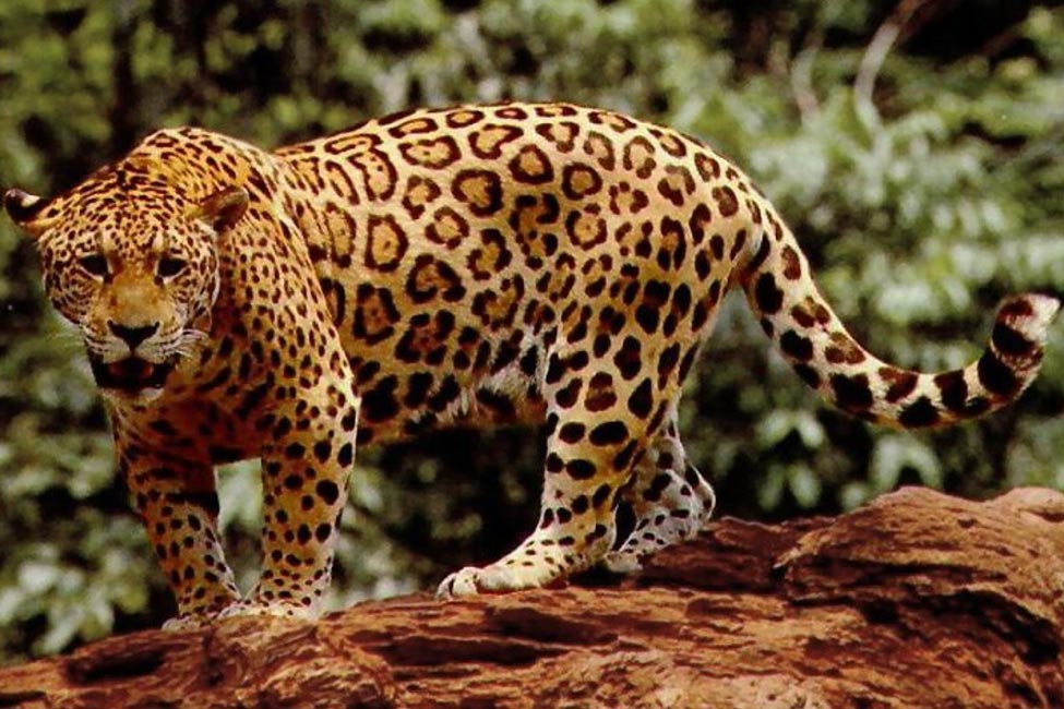 Birding Costa Rica Blog 3 Birding Corcovado National Park Costa Rica – A Complete Guide