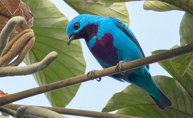 Birding Corcovado National Park