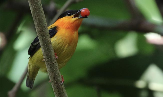 Birdwatching Corcovado Costa Rica