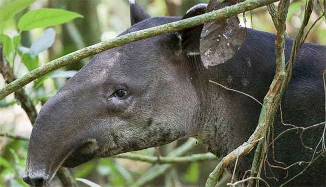 Tapir in Corcovado