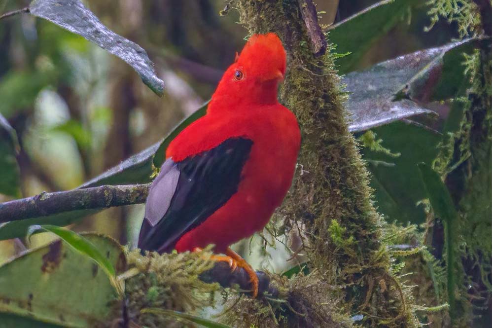 Costa Rica Bird Watching Tours 1