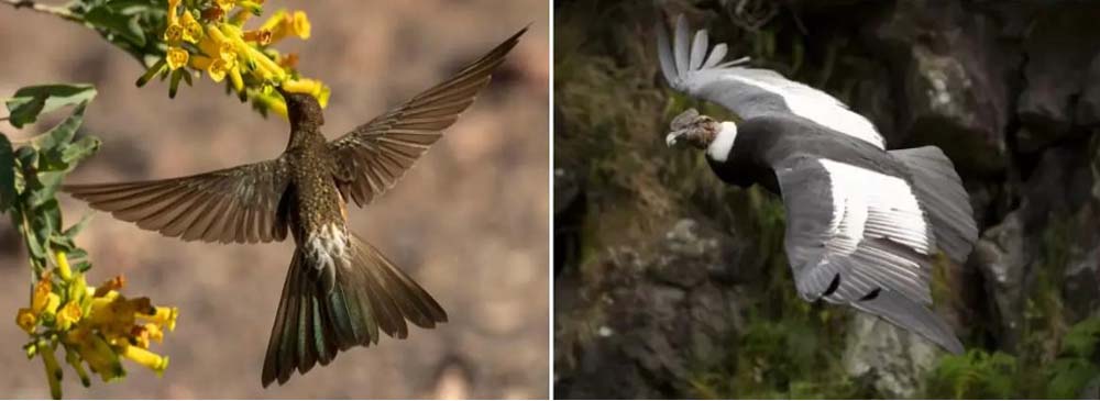 Day 2: Ecuador Birding Group Tour