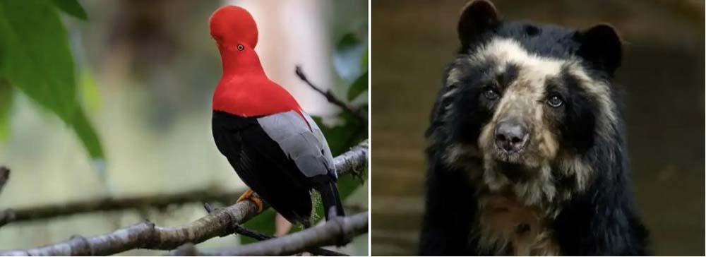 Day 3: Ecuador Group Birding Group Tour