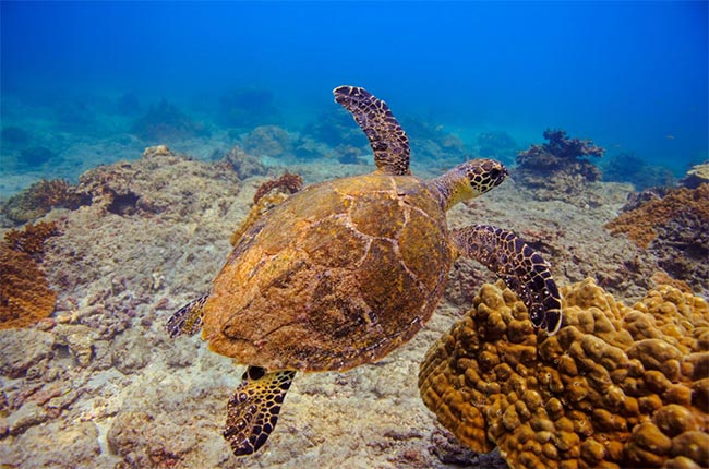 Sea Turtle - Corcovado Costa Rica