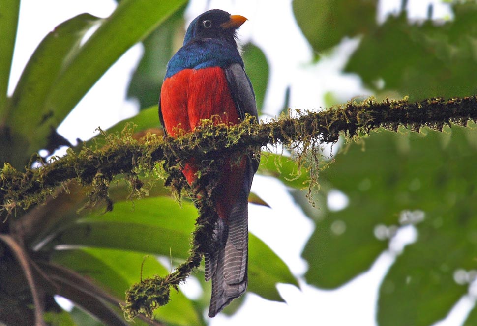 Birding Braulio Carrillo National Park – A Complete Guide