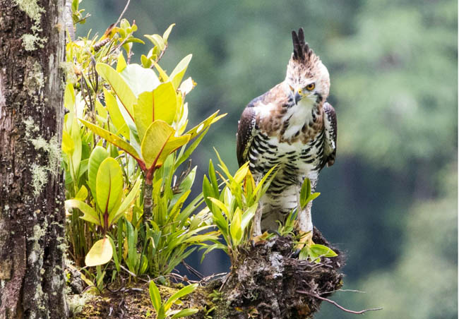 Birdwatching Braulio Carrillo National Park