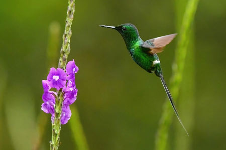 Group Birding Package - Hunt for the Hummingbirds