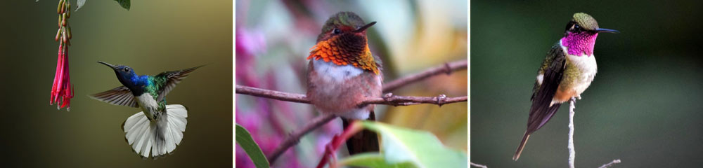 Hummingbirds Hunt Birding Tour Costa Rica