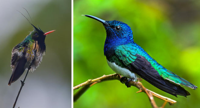 Hunt for Hummingbirds, Caribbean Foothills, Arenal Observatory Lodge