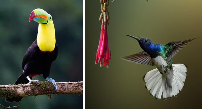 Hunt for Hummingbirds, Caribbean Foothills, Arenal Observatory Lodge