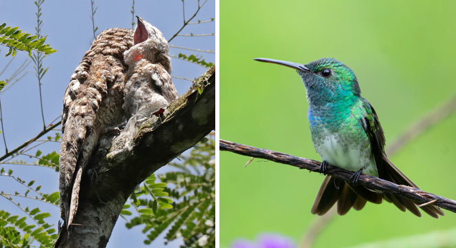 Hunt for Hummingbirds Cerro Lodge