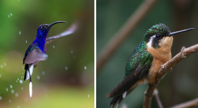 Hunt for Hummingbirds, Montana de Monteverde