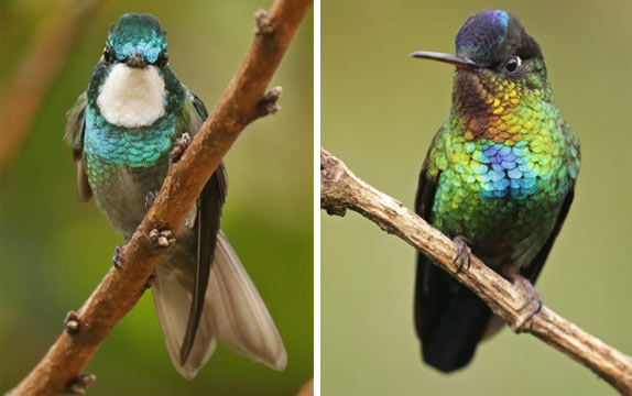 Hunt for Hummingbirds, Talamanca Highlands, Savegre Lodge