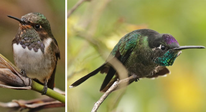 Hunt for Hummingbirds, Talamanca Highlands, Savegre Lodge